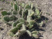 Opuntia polyacantha