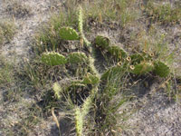 Opuntia polyacantha