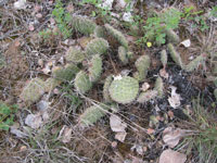 Opuntia polyacantha