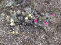 Opuntia polyacantha