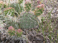 Opuntia polyacantha