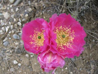 Opuntia polyacantha