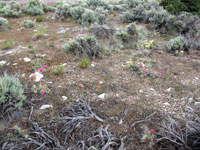 Opuntia polyacantha