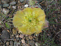 Opuntia polyacantha