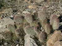 Opuntia polyacantha