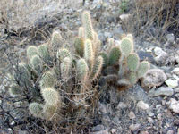 Opuntia polyacantha