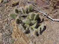 Opuntia polyacantha