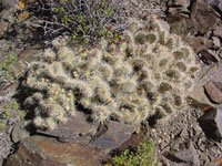 Opuntia polyacantha