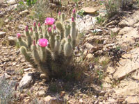 Opuntia polyacantha