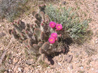 Opuntia polyacantha