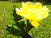 Opuntia austrina