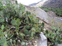 Opuntia prasina