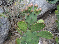 Opuntia prasina