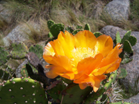 Opuntia prasina