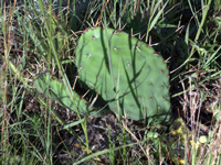 Opuntia prasina