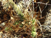 Opuntia pubescens