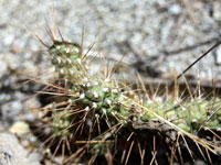 Opuntia pubescens