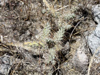 Opuntia pubescens