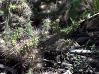 Opuntia pubescens