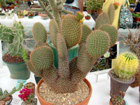 Opuntia pycnantha