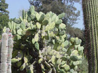 Opuntia quimilo