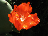 Opuntia quimilo