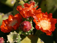 Opuntia quimilo