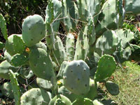 Opuntia quimilo