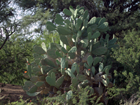 Opuntia quimilo