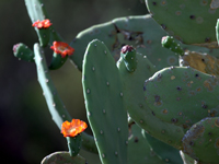 Opuntia quimilo