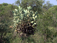 Opuntia quimilo