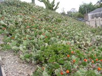 Opuntia quitensis