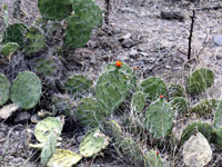 Opuntia quitensis