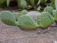 Opuntia rastrera