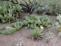 Opuntia rastrera