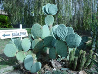 Opuntia robusta