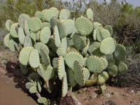 Opuntia rufida