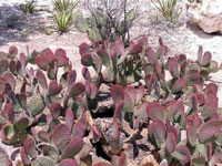 Opuntia rufida