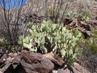 Opuntia rufida