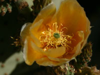 Opuntia rufida