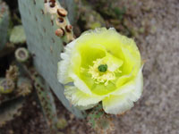 Opuntia rufida