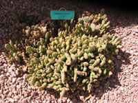 Opuntia rufida