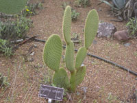 Opuntia scheeri