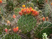 Opuntia stenopetala