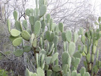 Opuntia streptacantha