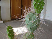 Opuntia sulphurea