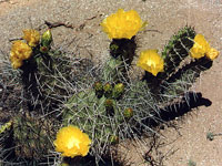 Opuntia sulphurea