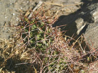 Opuntia sulphurea