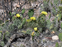 Opuntia sulphurea