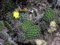 Opuntia sulphurea